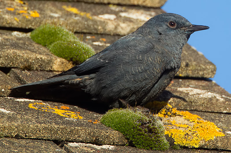 blue rock thrush